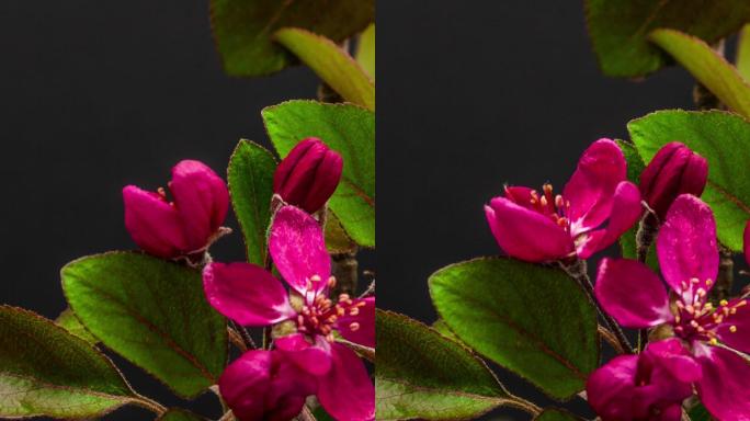 在黑色背景上，野生苹果树花朵绽放并生长的4k垂直时间点。海棠开花。手机和社交媒体的垂直延时为9:16