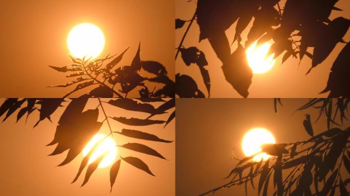 太阳树叶早晨逆光春天柳树柳枝枝条逆光剪影