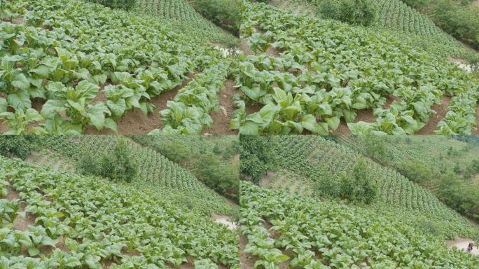 烟草田鸟瞰图种植