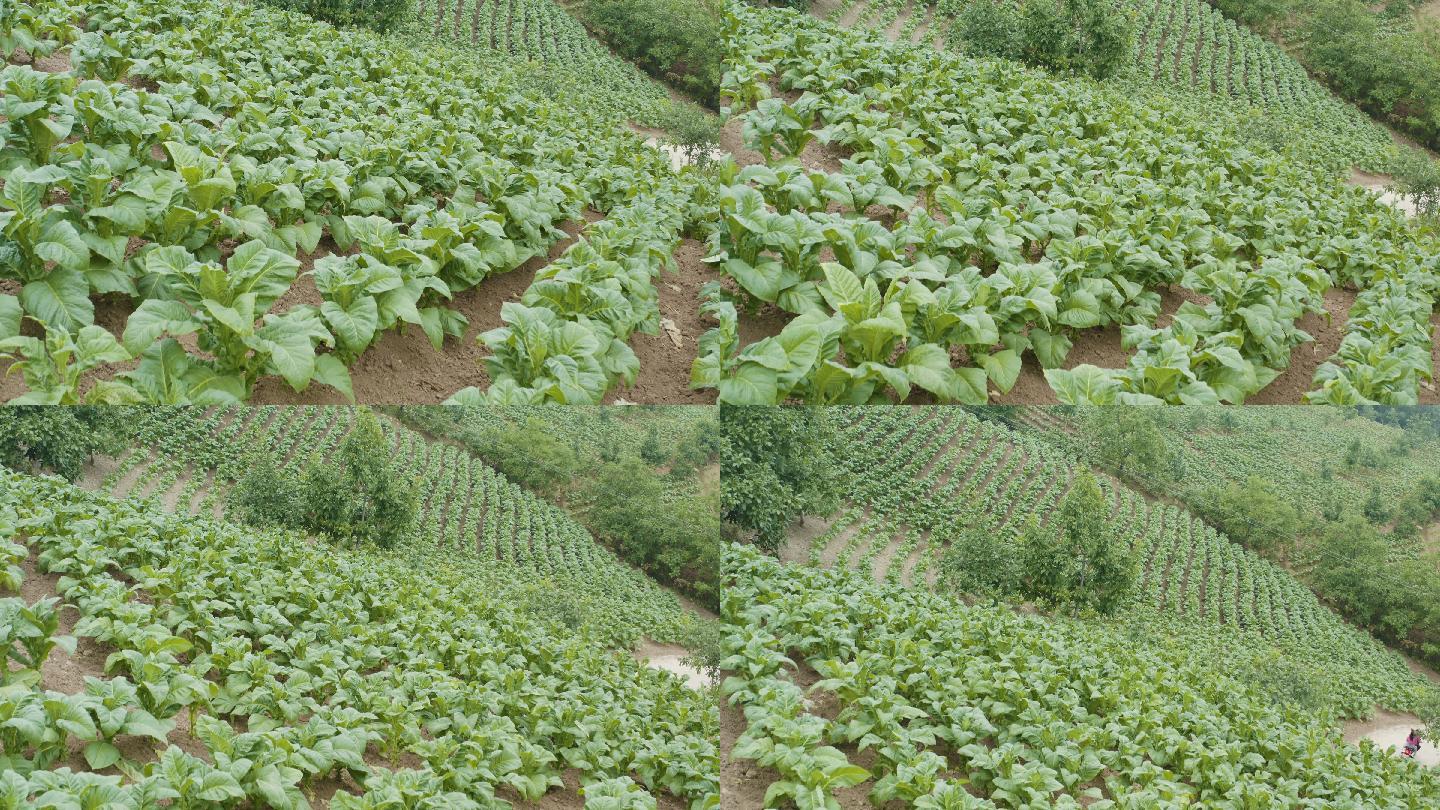 烟草田鸟瞰图种植