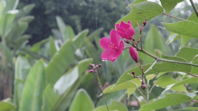 雨中的叶珊瑚花