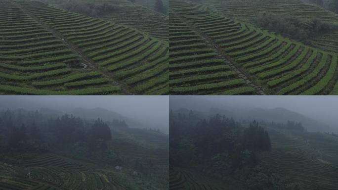 4K航拍云山雾绕中的茶田