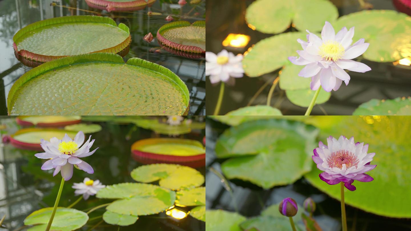 北京植物园/国家植物园南园水植厅荷花莲蓬