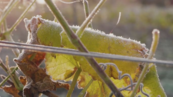 瑞典一个阳光明媚的秋日，葡萄园被霜冻覆盖