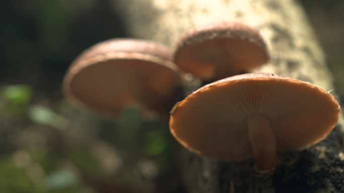 山林间采香菇采蘑菇干香菇干蘑菇