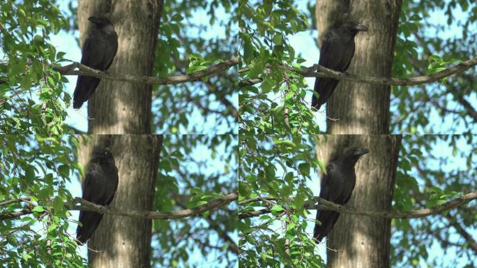 4k：一只黑乌鸦站在树上