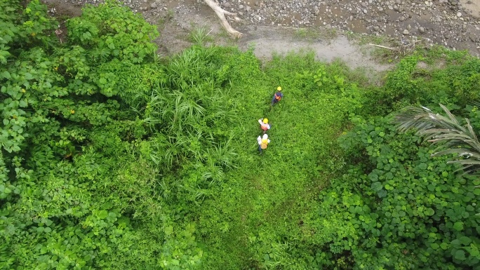 热带雨林 勘测 丛林 森林 航拍视频