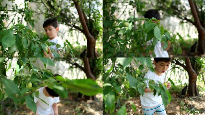 在树上收获大量成熟的黄色樱桃李、米拉贝尔李或米罗巴兰李