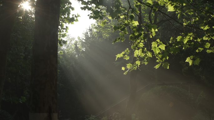 青岛太平角公园树林光影