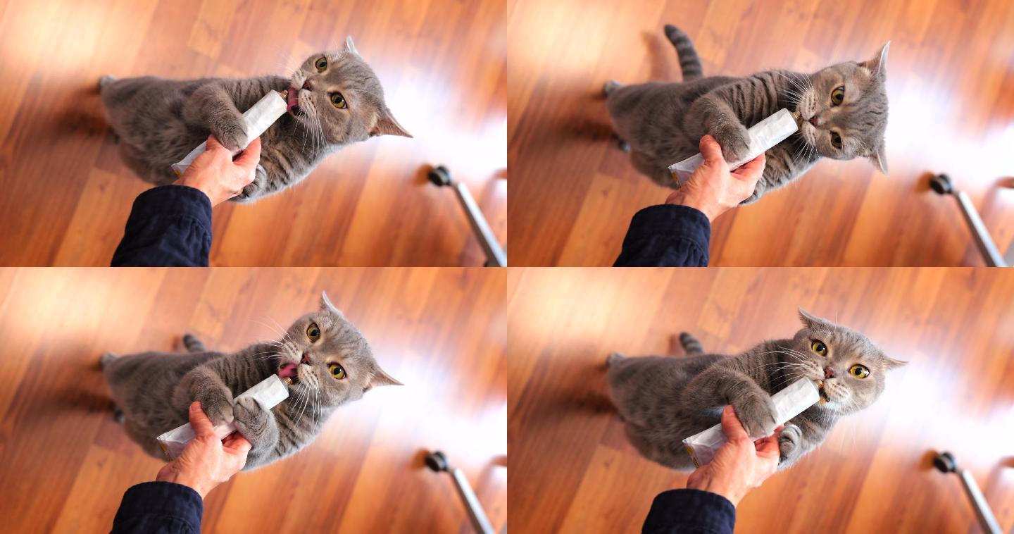饥饿的猫站着舔主人手中的复合维生素膏管