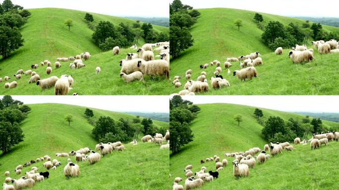 绵羊下山放羊的绵羊