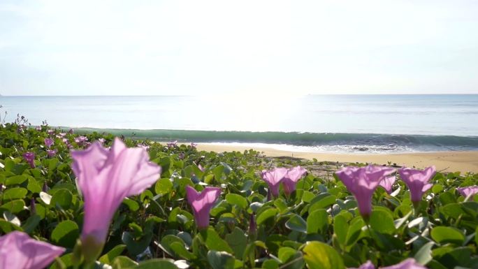 beac牵牛花花绿植海水