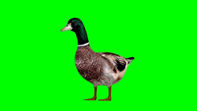 Duck Idle绿色屏幕（可循环）