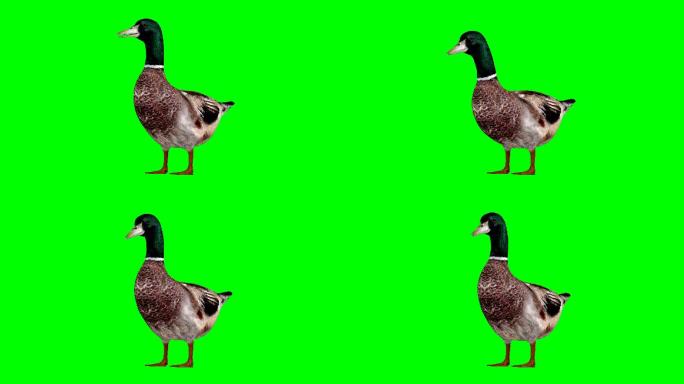 Duck Idle绿色屏幕（可循环）