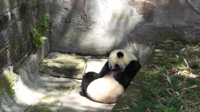 实拍重庆动物园熊猫