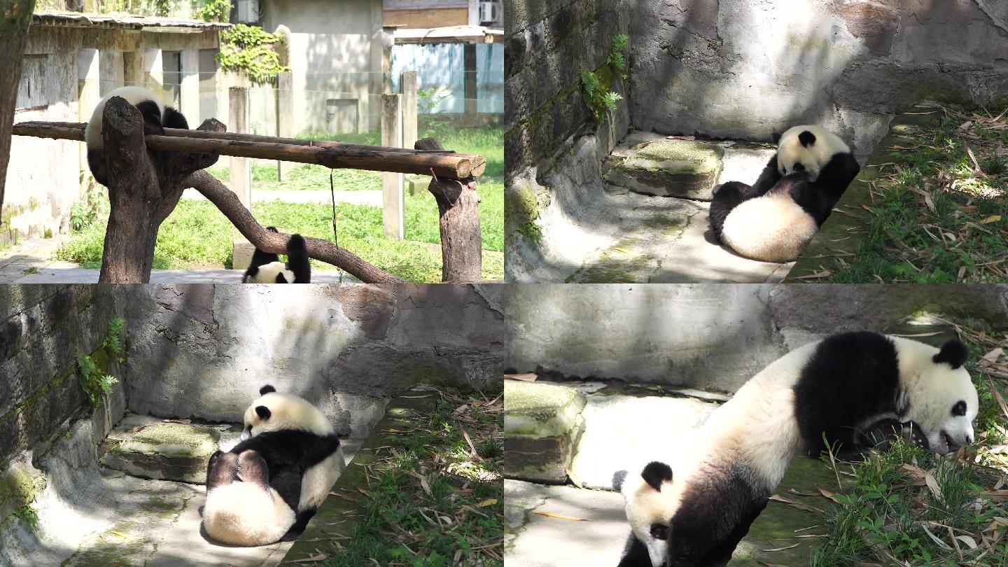 实拍重庆动物园熊猫