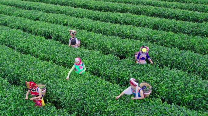 民族团结和谐文化旅游茶园采茶产业农副产品