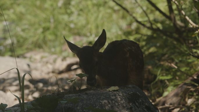 山河边的一头马鹿小鹿（小鹿）（4K）