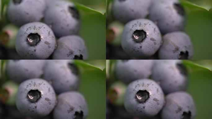新鲜水果蓝莓奥尼尔大果特写原素材