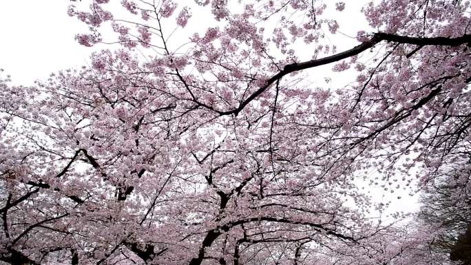 上野公园美丽的樱花樱花