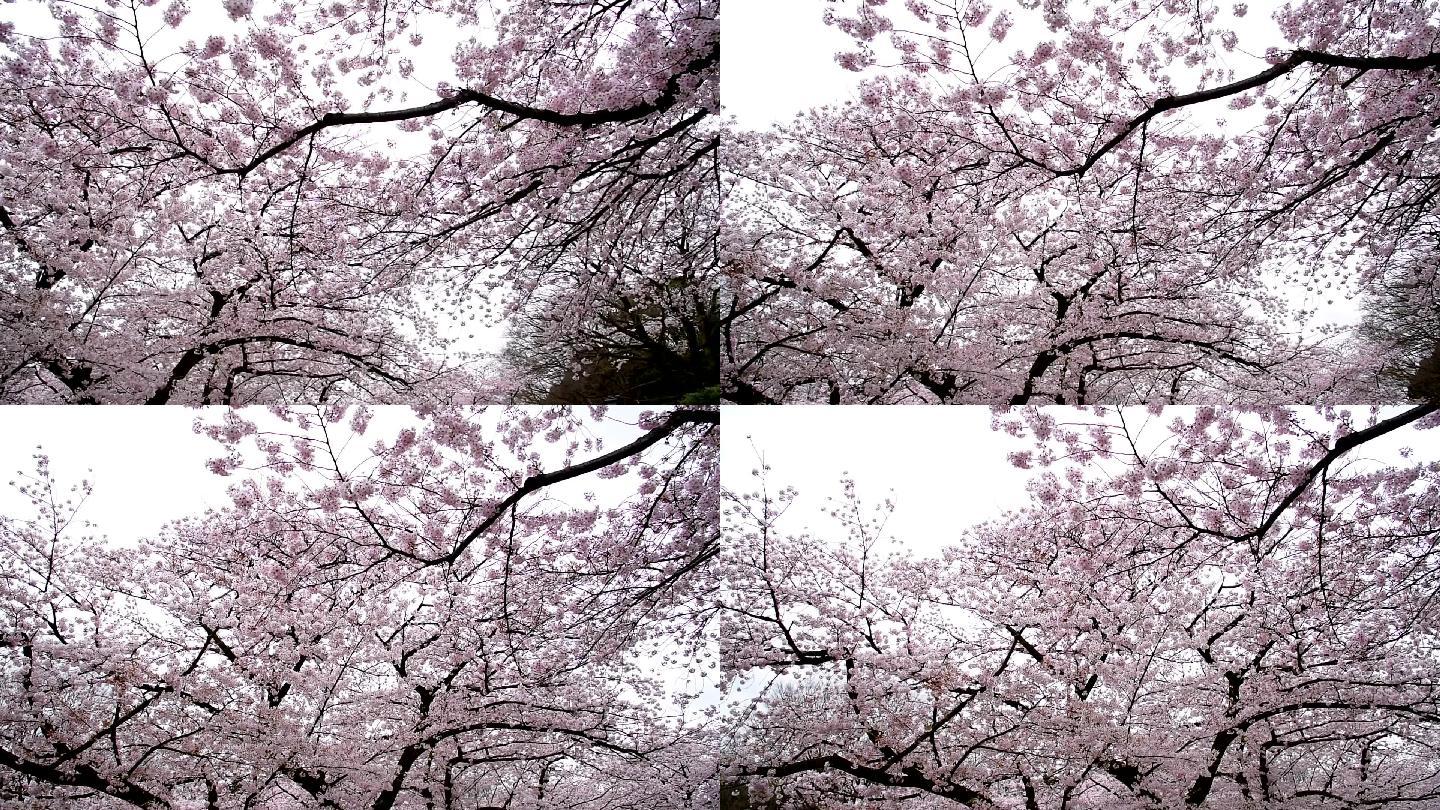 上野公园美丽的樱花樱花