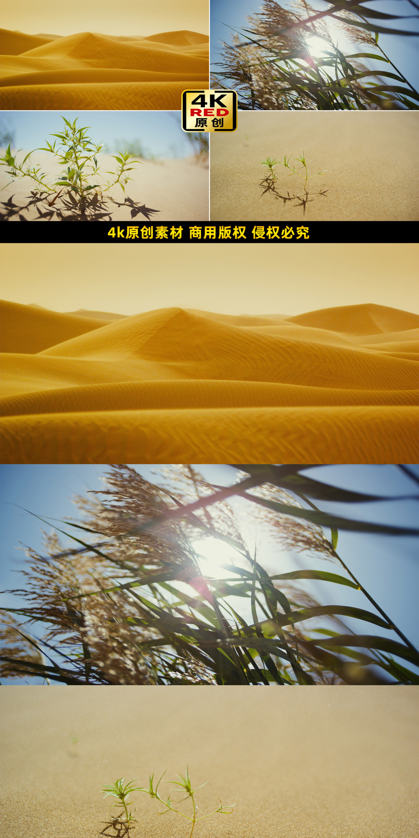 大漠沙漠黄沙漫天沙漠绿植戈壁滩