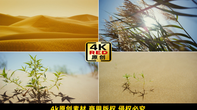 大漠沙漠黄沙漫天沙漠绿植戈壁滩