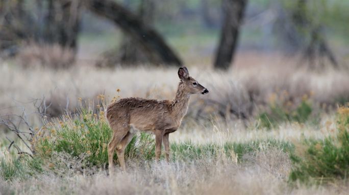 怀俄明州黄石国家公园的骡鹿