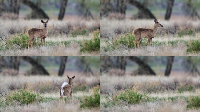 怀俄明州黄石国家公园的骡鹿