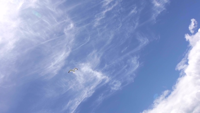 海鸥飞过天空蓝天白云
