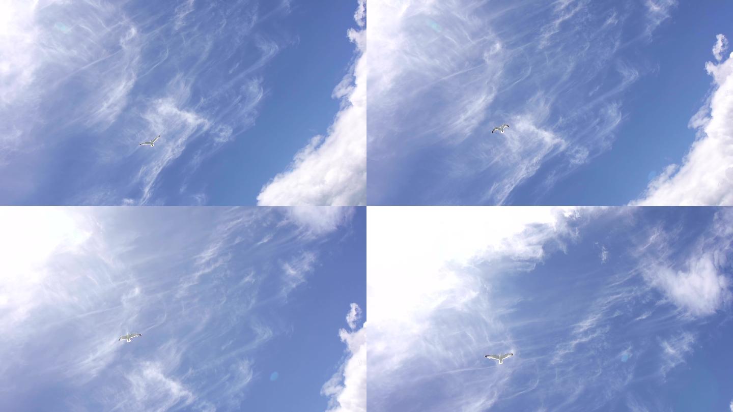 海鸥飞过天空蓝天白云