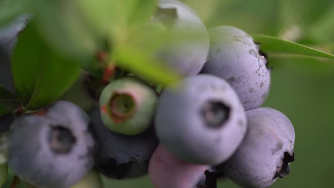 水果蓝莓采摘特写奥尼尔大蓝莓实拍原素材