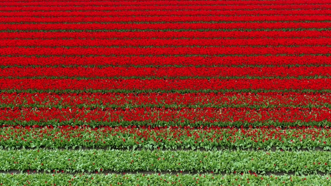 荷兰，红色和粉色郁金香花从上方的田野里开出。