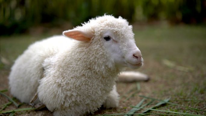 小羊羔在户外吃草。