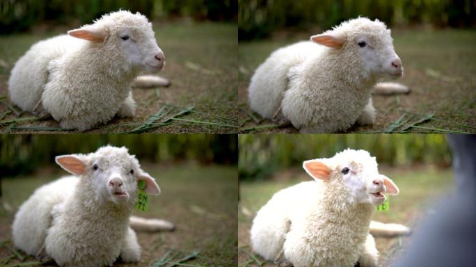 小羊羔在户外吃草。