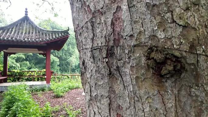 千年格木百年老格国宝格木珍稀树种特殊树种