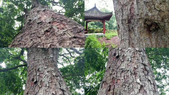 千年格木百年老格国宝格木珍稀树种特殊树种