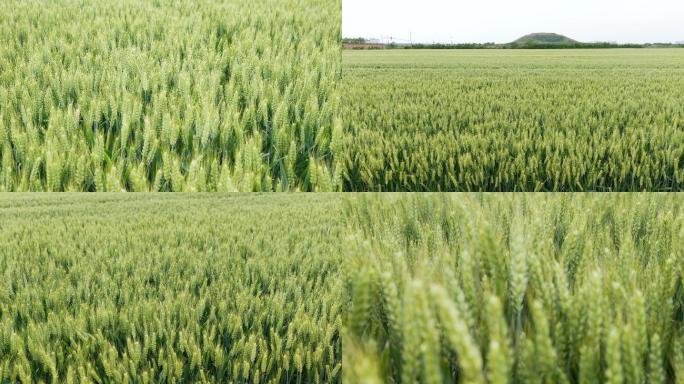 麦子 麦田小麦熟了 作物 粮食