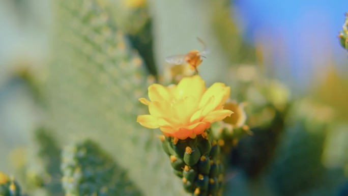 蜜蜂飞舞 花朵 春天 大自然