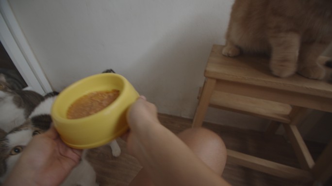 女人手拿一碗食物给可爱的猫