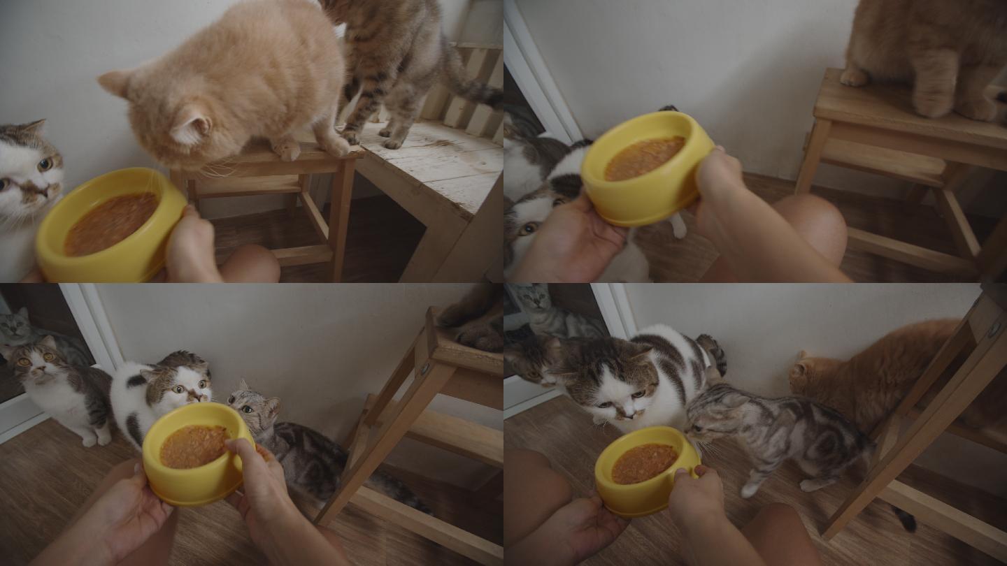 女人手拿一碗食物给可爱的猫