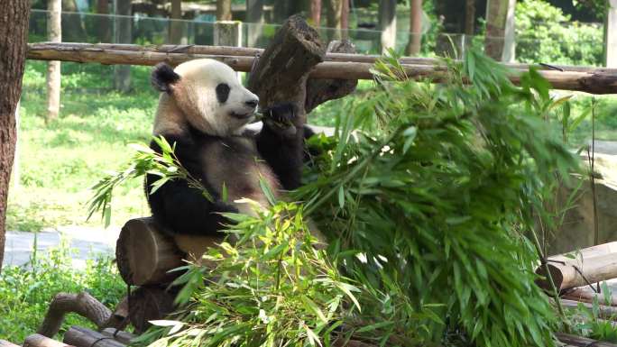 实拍吃竹子的熊猫