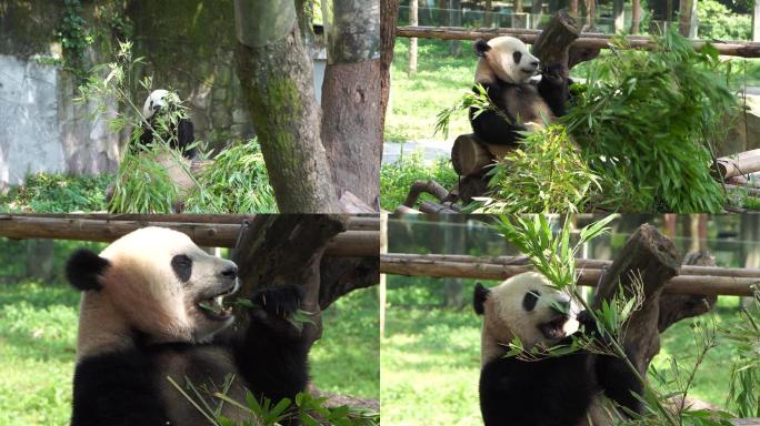 实拍吃竹子的熊猫