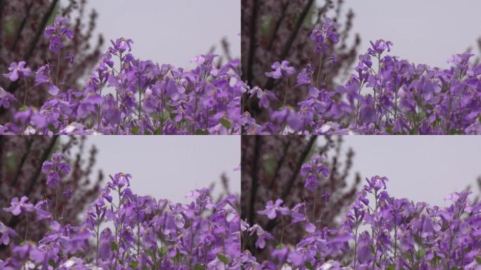 超美赏花，紫色的海洋，诸葛菜，紫油菜花