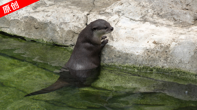 水獭