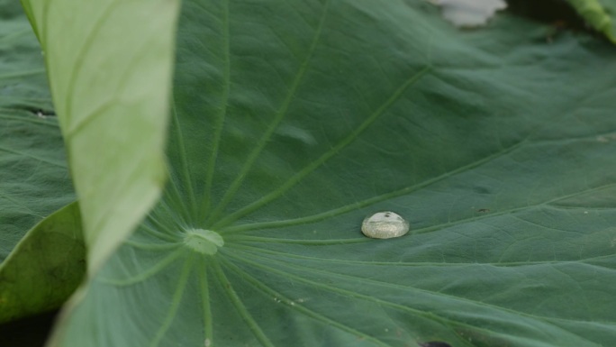 荷花塘莲叶荷叶上的露珠水珠特写A005