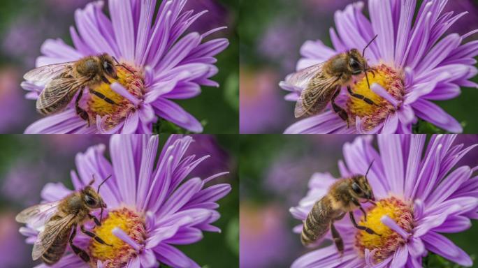 蜜蜂为紫菀花授粉-慢镜头