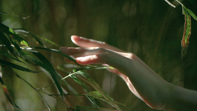女性伸手抚摸树叶竹叶视频素材