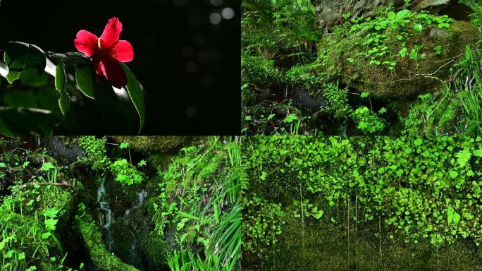 花朵流水绿植空镜头