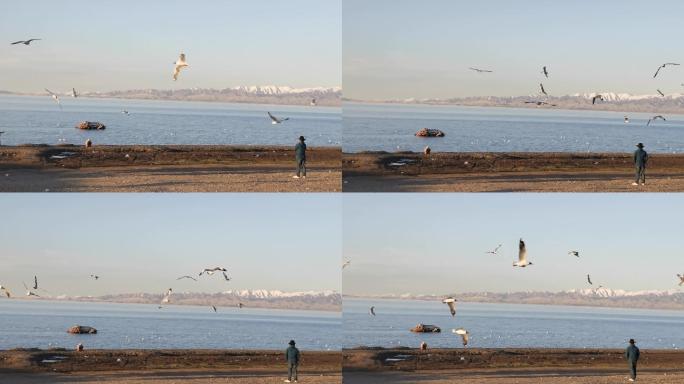 青海湖畔一游客观海鸥